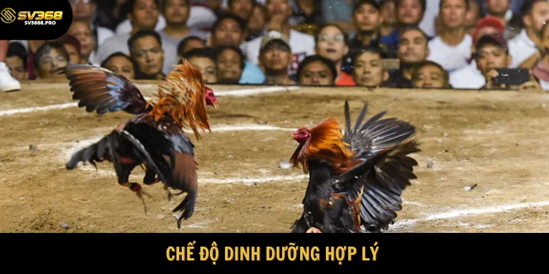 Thiết lập chế độ dinh dưỡng hợp lý 