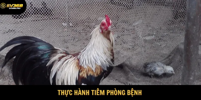 Tiến hành tiêm phòng đầy đủ 