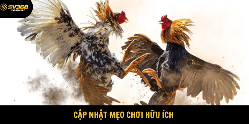 Những mẹo chơi đá gà hữu ích 