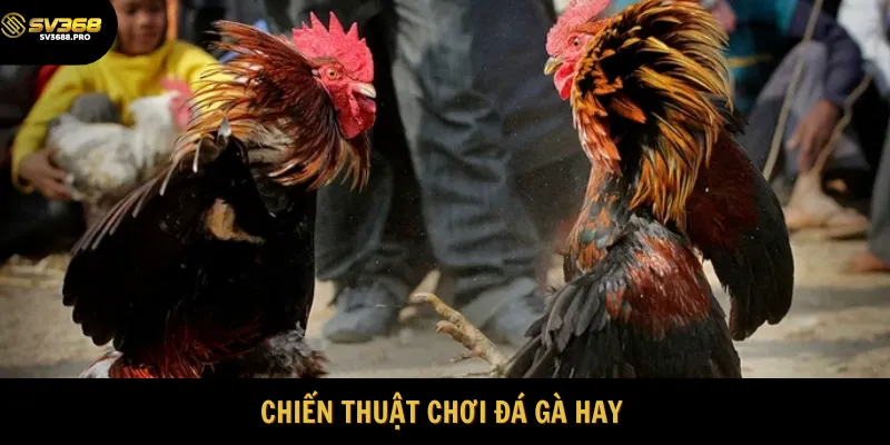 Cập nhật mẹo chơi đá gà hữu ích nhất 