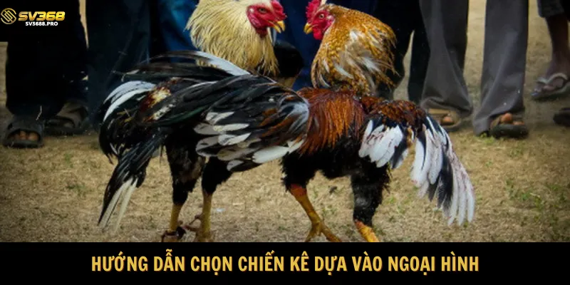 Nhận biết chiến kê hay dựa vào ngoại hình 