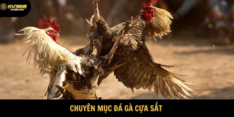 Chuyên mục đá gà cựa sắt siêu hot 