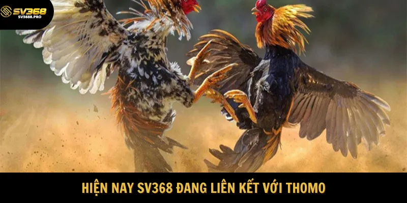 Hiện nay nhà cái đang hợp tác với trường đấu THOMO