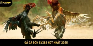 Đá Gà Đòn