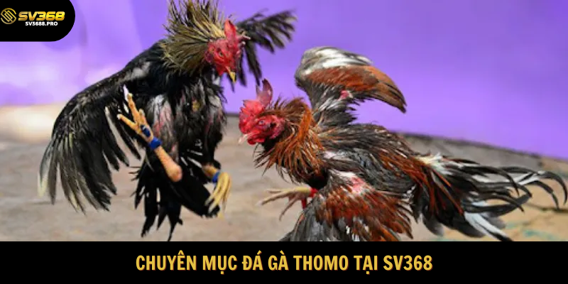 Đá gà Thomo hot tại SV368
