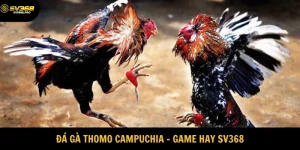 Đá Gà Thomo Campuchia