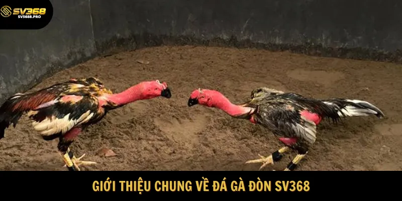 Tổng quan đôi nét về bộ môn đá gà đòn 
