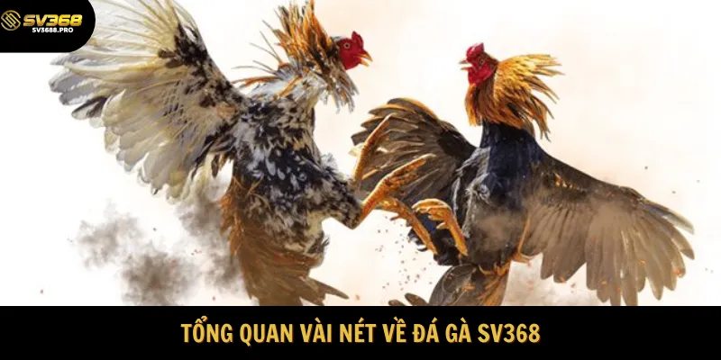 Giới thiệu tổng quan về sảnh đá gà SV368