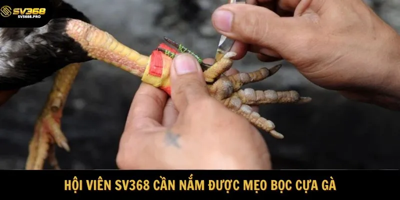 Hội viên SV368 cần nắm được mẹo bọc cựa gà