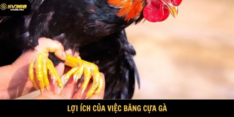 Lợi ích của việc băng cựa gà