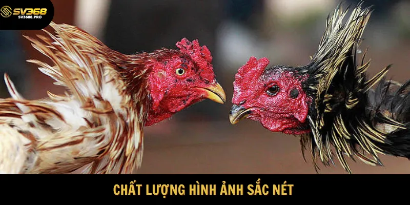 Chất lượng hình ảnh cực kỳ sắc nét 