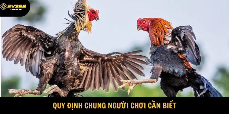 Những nguyên tắc người chơi cần tuân thủ 