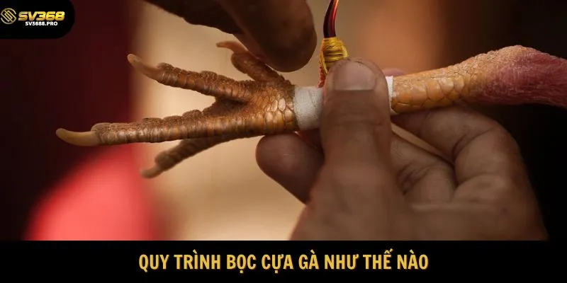 Quy trình bọc cựa gà như thế nào