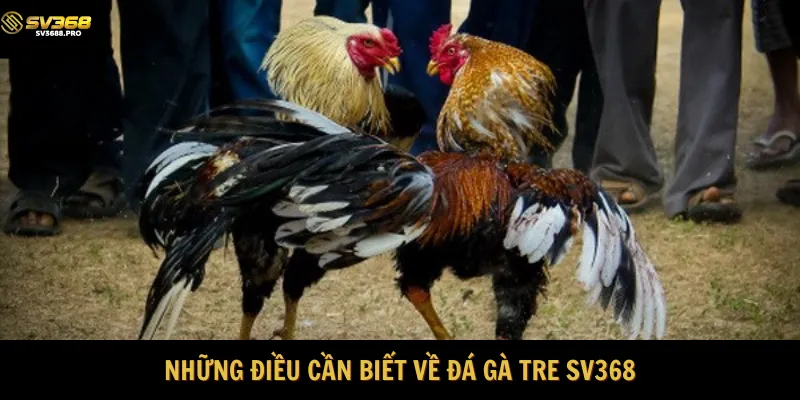Cập nhật những thông tin chính về đá gà tre