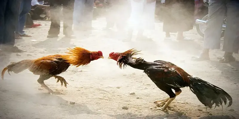Thuốc đá gà bịp khiến gà chiến trở nên chậm chạp hơn